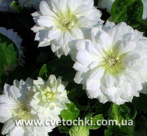 Клематис «Duchess of Edinburgh/Дачес оф Едінбург»