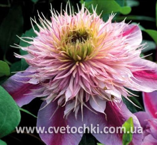 Клематис «Empress/Емпрес»