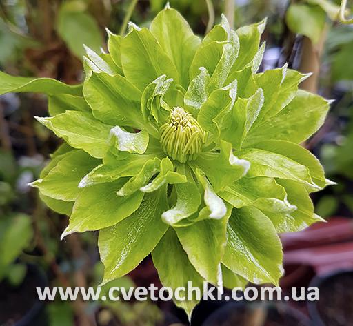 Клематис «Green passion/Грін пешн»