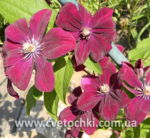 Клематис «Stasik/Стасик»