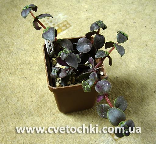 Красула пеллюцида рубра/Crassula pellucida rubra