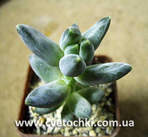 Пахіфітум компактум/Pachyphytum compactum