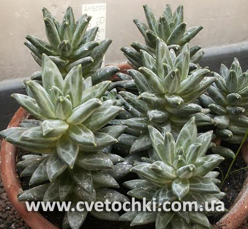 Пахіфітум компактум/Pachyphytum compactum