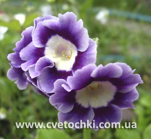 Примула Auricula фіолетова