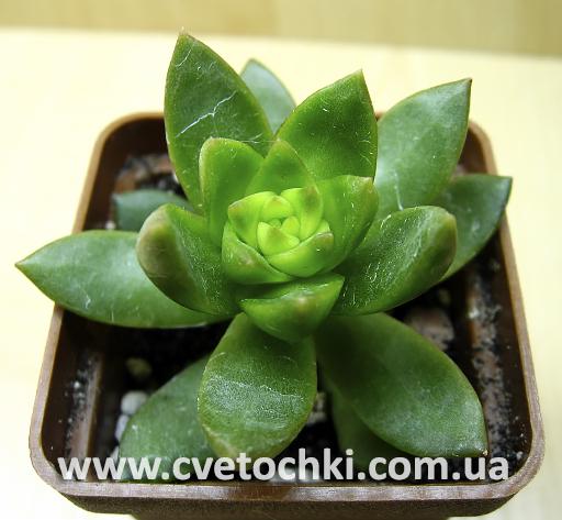 Седум Адольфа/Sedum Adolphii