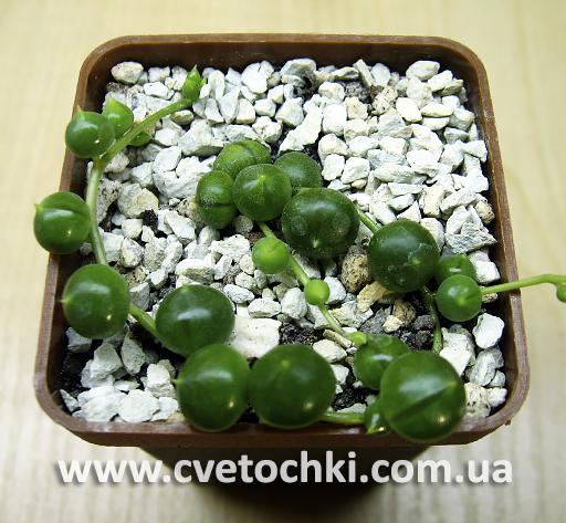 Сенеціо (хрестовник) Роулі/Senecio Rowleyanus