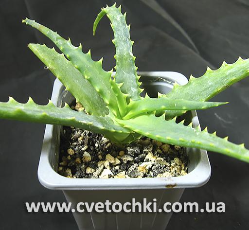 Алое деревоподібне (столітник) / Aloe arborescens