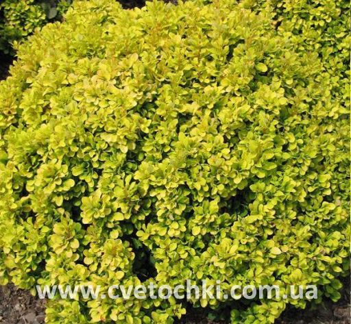 Барбарис Тунберга «Special gold/Спешл голд»