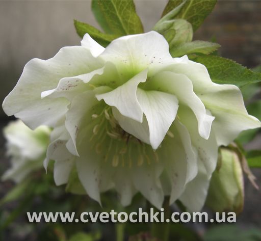 Чемерник (морозник) білий махровий
