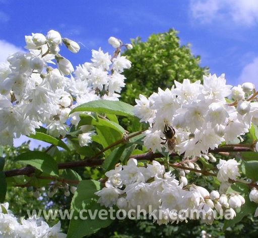 Дейція (жилолист) Дейція (жилолист)