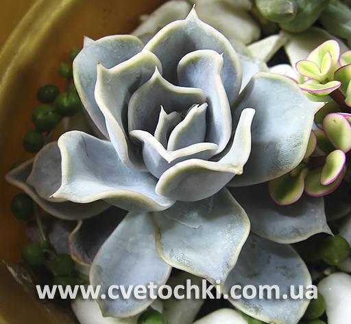 Ехеверія «Лілацина»/Echeveria «Lilacina»