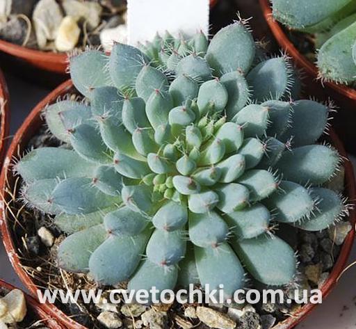 Ехеверія «Рунделі»/Echeveria «Rundelli»