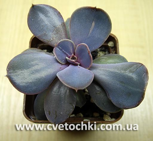 Ехеверія «Трампет преміум»/Echeveria «Trumpet premium»