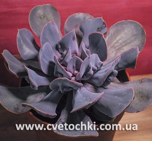 Ехеверія «Трампет преміум»/Echeveria «Trumpet premium»