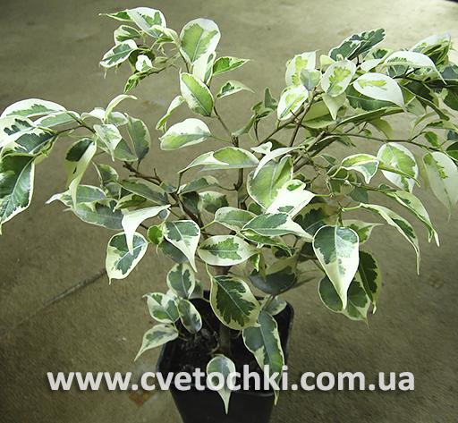 Фікус Бенджаміна Кінкі/Ficus Benjamina Kinky