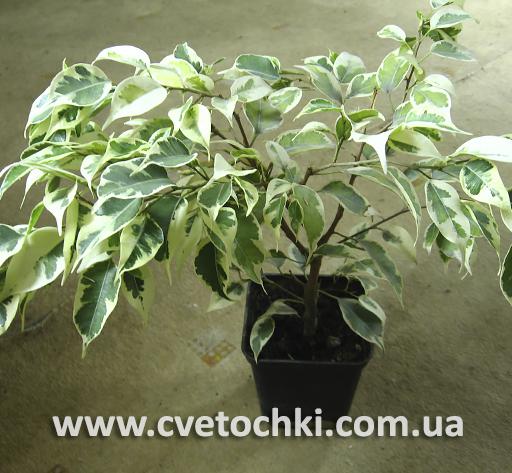 Фікус Бенджаміна Кінкі/Ficus Benjamina Kinky