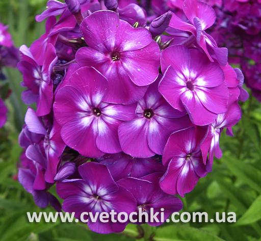 Флокс волотистий «Flame lilac/Флейм лілак»