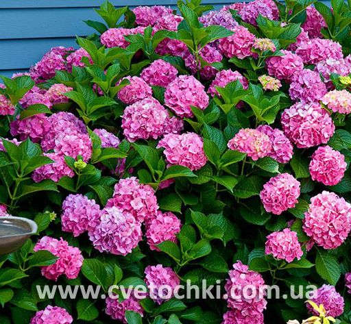 Гортензія крупнолиста рожева Гортензія крупнолиста рожева