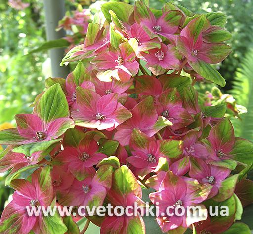 Гортензія крупнолиста «Saxon/Саксон»