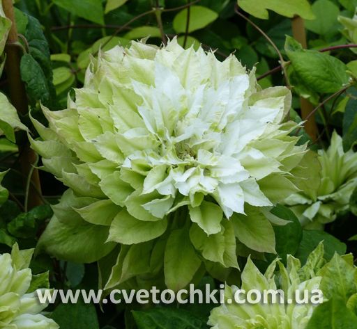 Клематис «Midori/Мідорі»