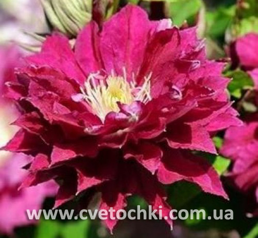 Клематис «Red star/Ред стар»