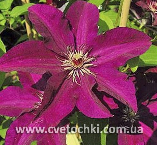 Клематис «Stasik/Стасик»