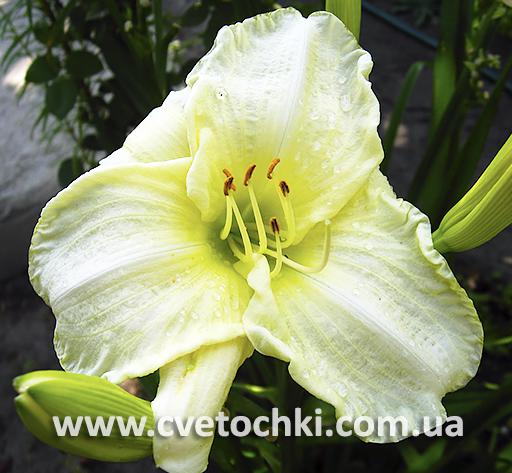 Лілійник «White perfection/Вайт перфекшн»