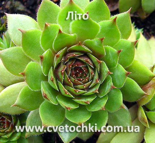Молодило (кам'яна троянда) «Eyjafjalla/Ейяфьялла»