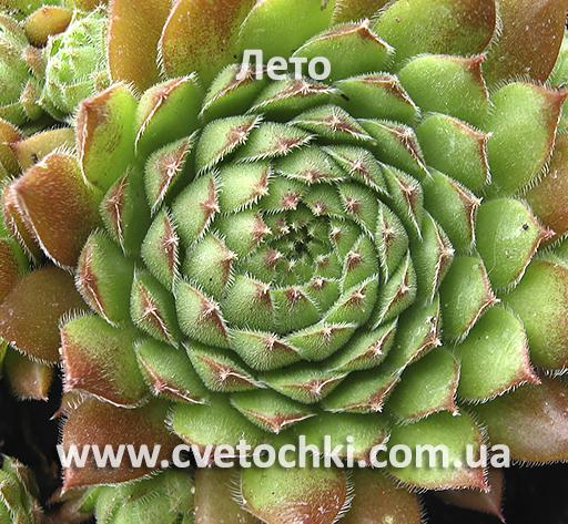 Молодило (кам'яна троянда) «Hetty/Хетті»-літо