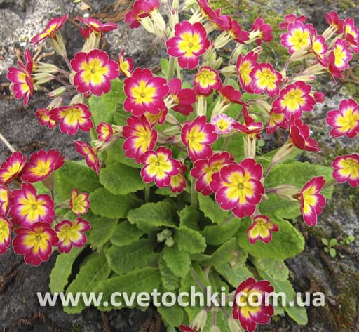 Примула червона