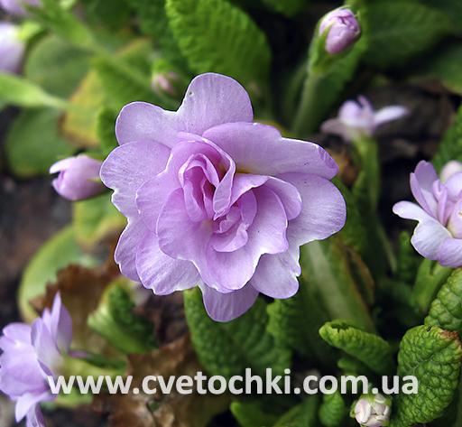 Примула «Quakers bonnet/Квакерс боннет»