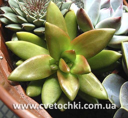 Седум Нуссбаумера/Sedum Nussbaumerianum