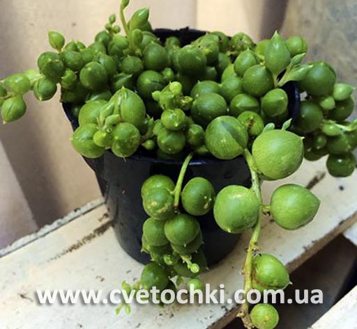 Сенеціо (хрестовник) Роулі/Senecio Rowleyanus