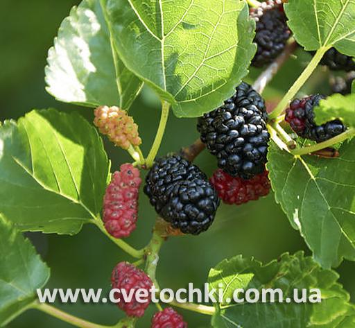 Шовковиця чорна
