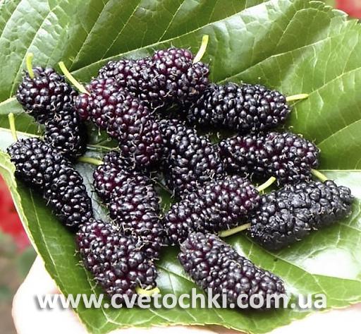 Шовковиця чорна