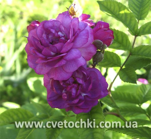 Троянда плетиста «Blue magenta/Блю маджента»