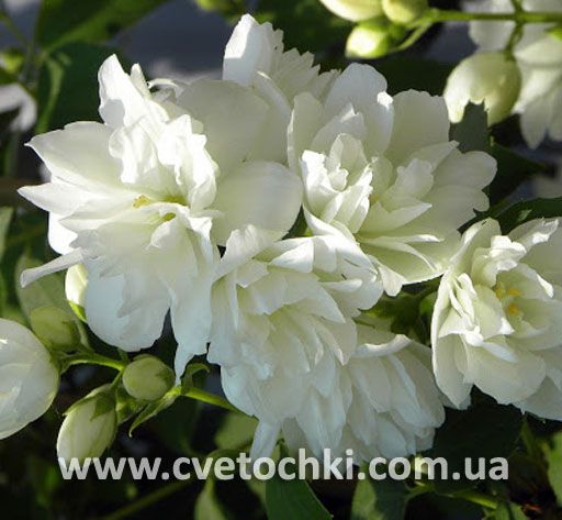 Жасмін махровий