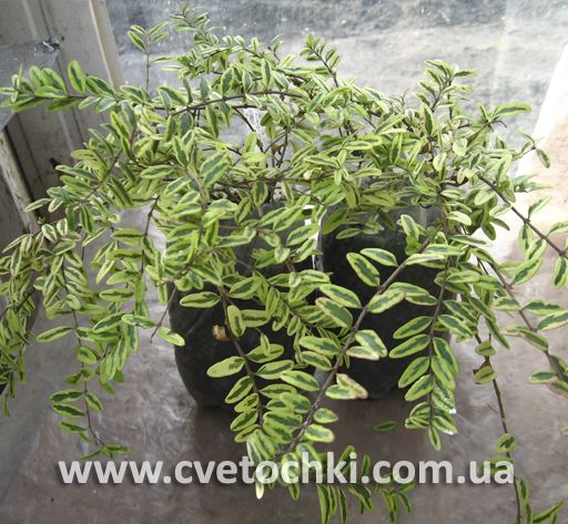 Жимолость шапкова (variegata)