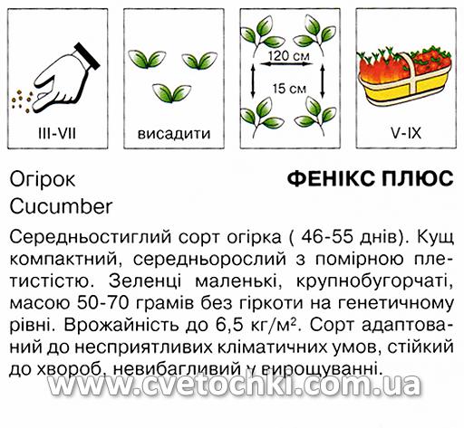 Огірок «Фенікс плюс» (1 г), ТМ «Коуел»