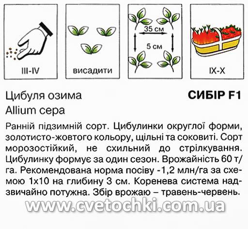 Цибуля озима «Сибір F1» (1 г), ТМ «Коуел»