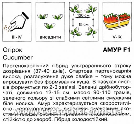 Огірок «Амур F1» (10 шт.), ТМ «Коуел»