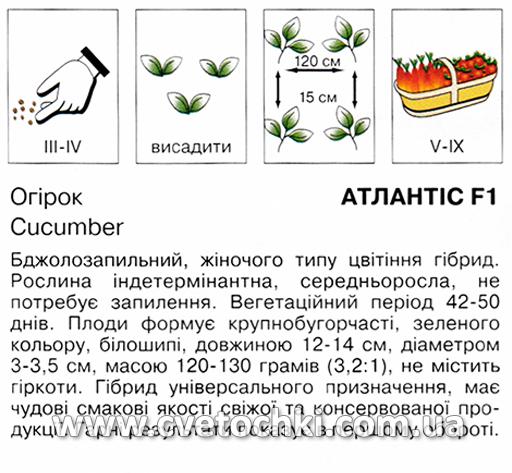 Огірок «Атлантіс F1» (1 г), ТМ «Коуел»