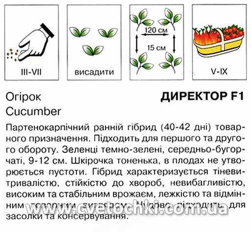 Огірок «Директор F1» (10 шт.), ТМ «Коуел»