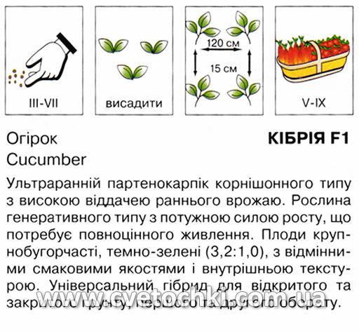 Огірок «Кібрія F1» (10 шт.), ТМ «Коуел»