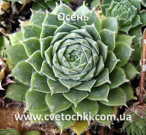 Молодило (каменная роза) «Gammy/Гамми»-осень