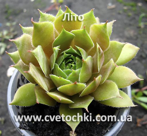 Молодило (кам'яна троянда) «Popocatepetl/Попокатепетль»-літо