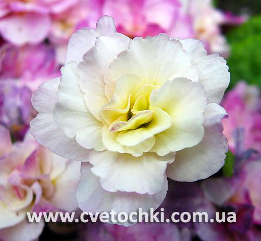 Примула Belarina «Pink ice/Пінк айс»