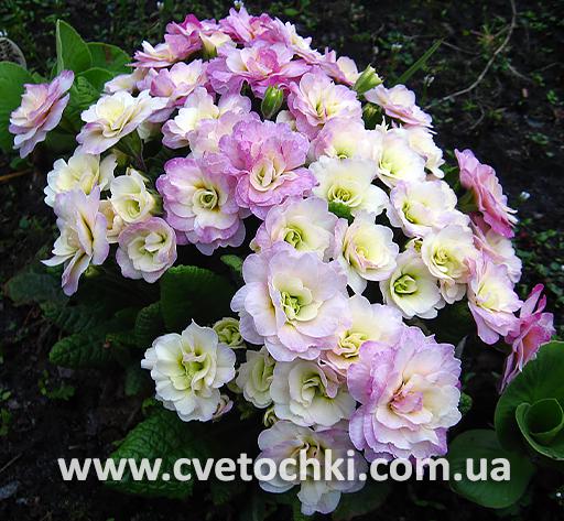 Примула Belarina «Pink ice/Пінк айс»
