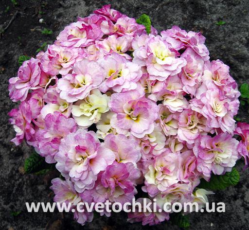 Примула Belarina «Pink ice/Пінк айс»