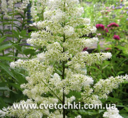 Астильба «Astary white/Астари вайт»